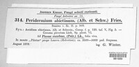 Peridermium abietinum image